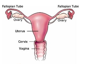 Fallopian-Tube-1